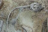 Crinoid Plate ( species) - Indiana #95203-11